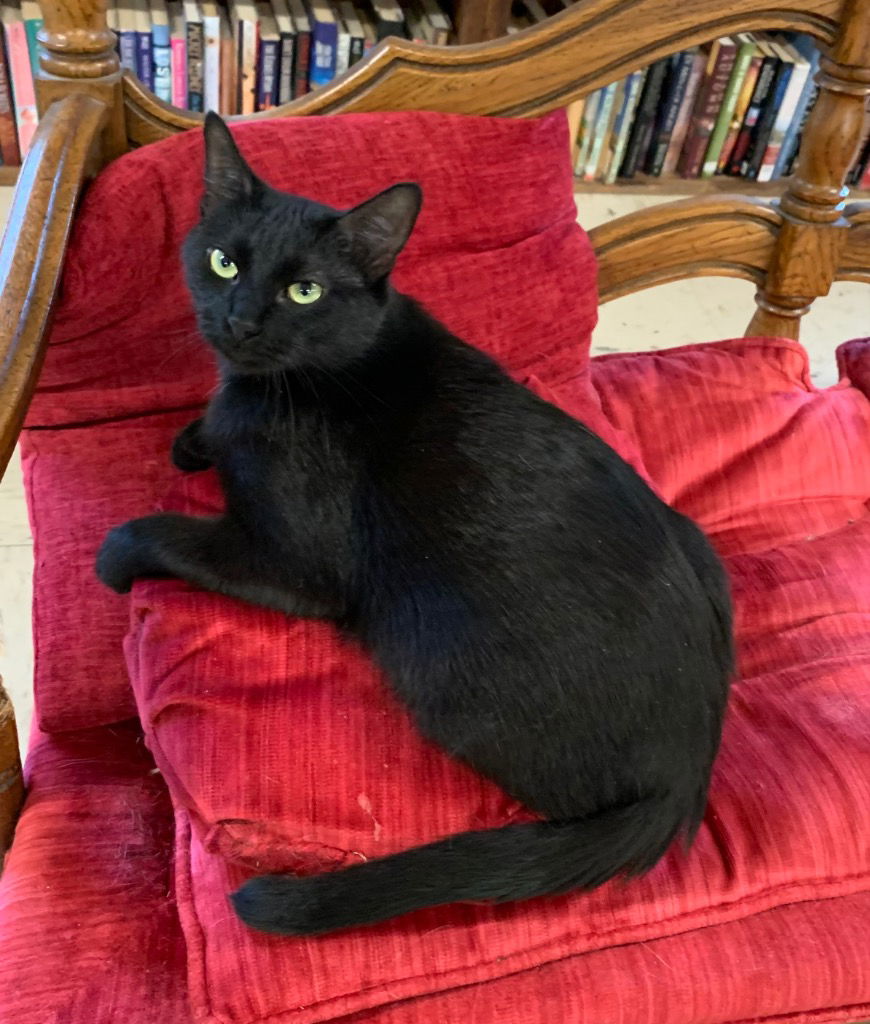 adoptable Cat in Portland, IN named Pearl 2