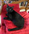 adoptable Cat in portland, IN named Pearl 2