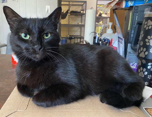 PEARL 2 - Domestic Short Hair available for adoption