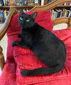 Pearl 2 - Photo 4