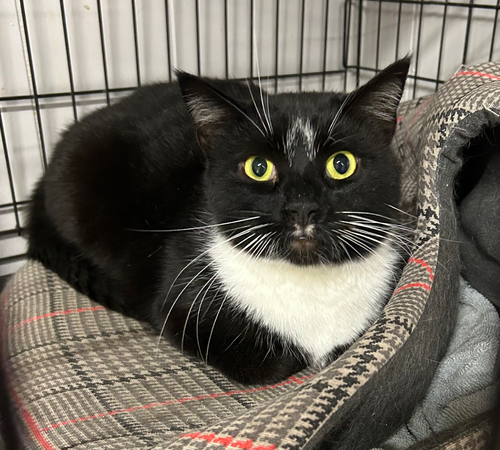 JEFF - Domestic Short Hair available for adoption