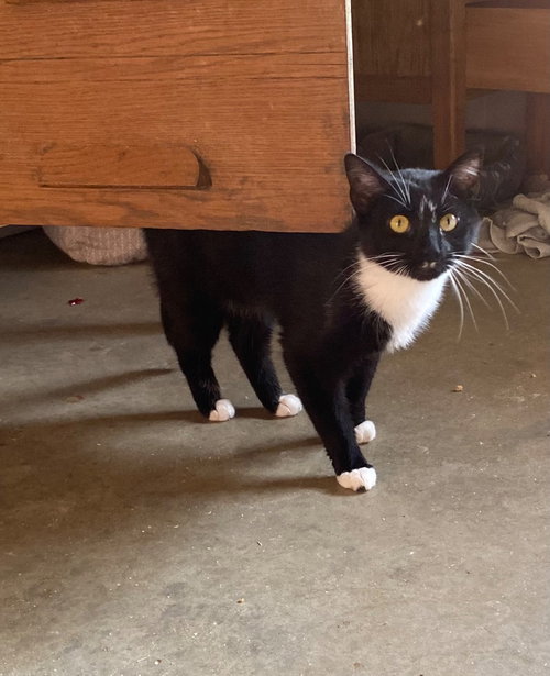 picture of the cat needing adoption