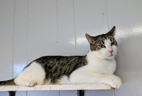 Poblano, Adult Domestic Short Hair / Mixed, cat for adoption in Portland, Indiana