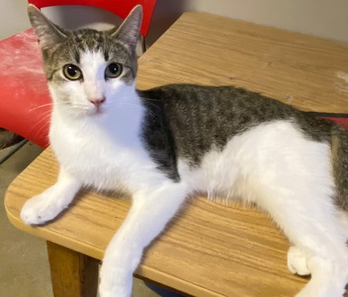 POBLANO - Domestic Short Hair available for adoption