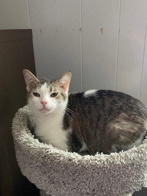 Berry, a cat for adoption from Midwest Pet Refuge