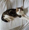 adoptable Cat in portland, IN named Boyd