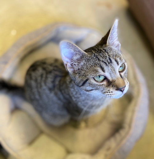 GOOSE BERRY - Domestic Short Hair available for adoption