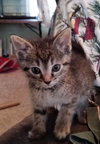 Goose Berry - Photo 4