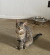 Huckle Berry - Photo 2