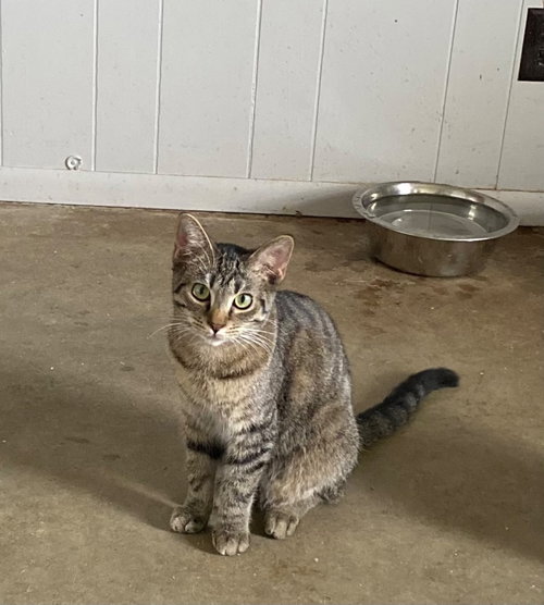 HUCKLE BERRY - Domestic Short Hair available for adoption