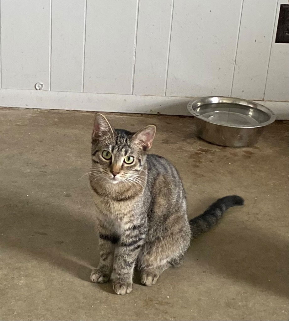 adoptable Cat in Portland, IN named Huckle Berry