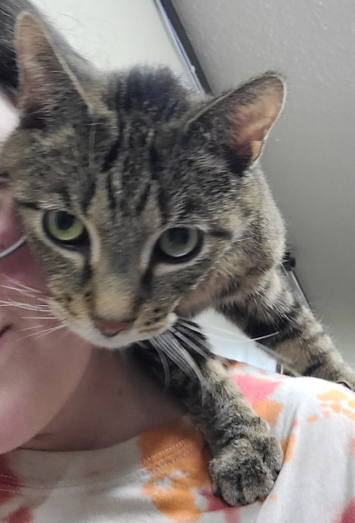 JOJO - Domestic Short Hair available for adoption