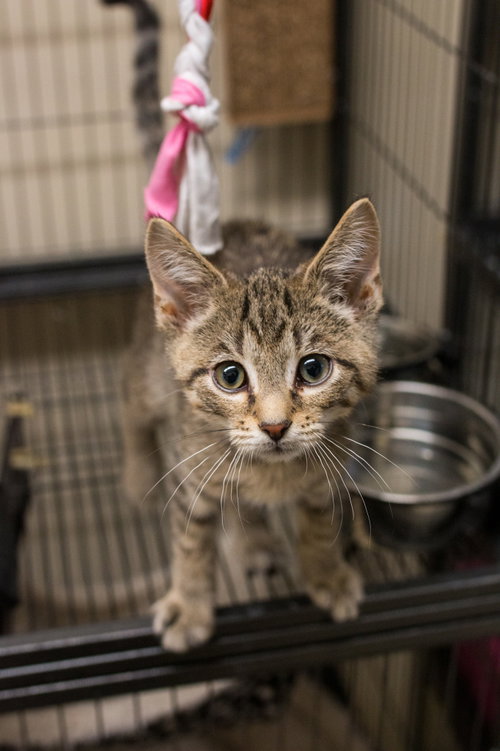 JOJO - Domestic Short Hair available for adoption