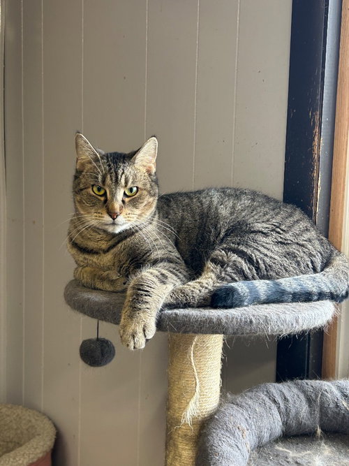 YAHTZEE - Domestic Short Hair available for adoption