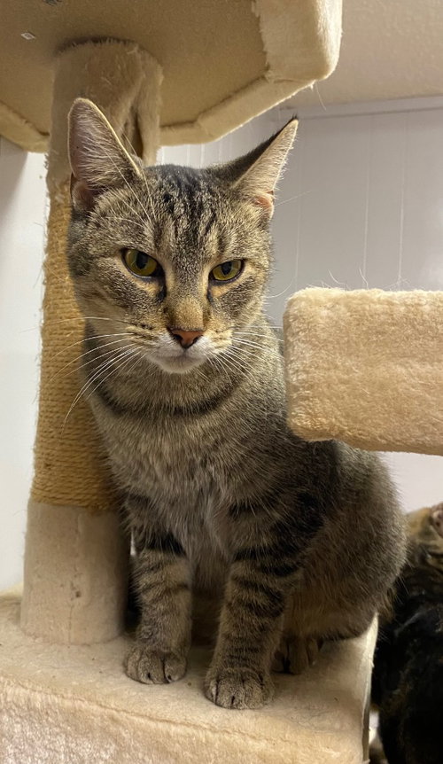YAHTZEE - Domestic Short Hair available for adoption
