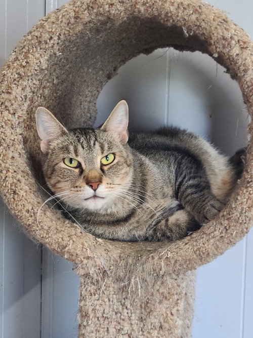Yahtzee, a cat for adoption from Midwest Pet Refuge
