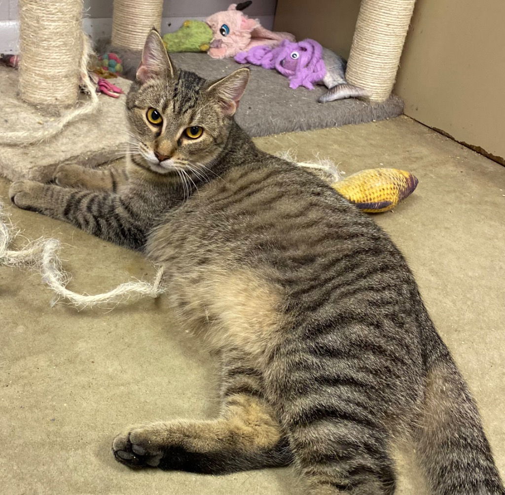 adoptable Cat in Portland, IN named Yahtzee