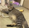 adoptable Cat in portland, OR named Yahtzee