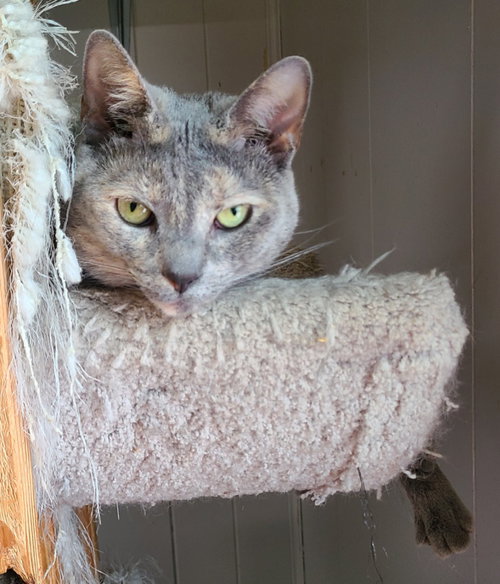 Bunnie, a cat for adoption from Midwest Pet Refuge