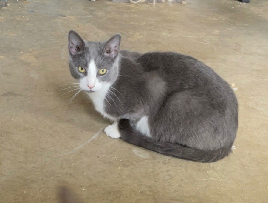 adoptable Cat in Portland, IN named Duckie