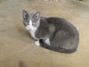 adoptable Cat in portland, IN named Duckie