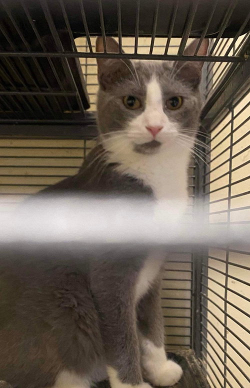 DUCKIE - Domestic Short Hair available for adoption