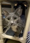 adoptable Cat in portland, OR named Hickory