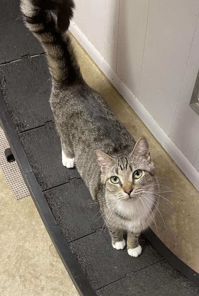 adoptable Cat in Portland, IN named Rapscallion