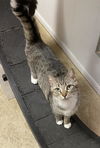 adoptable Cat in portland, IN named Rapscallion