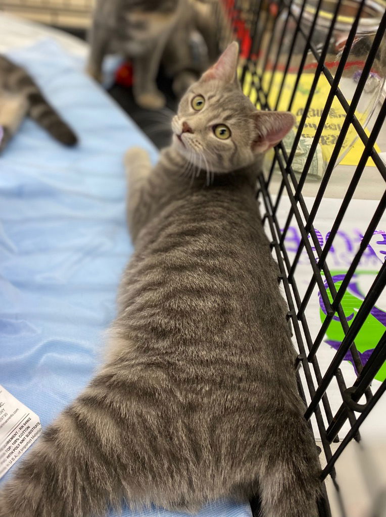 adoptable Cat in Portland, IN named Sausage