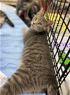adoptable Cat in portland, OR named Sausage