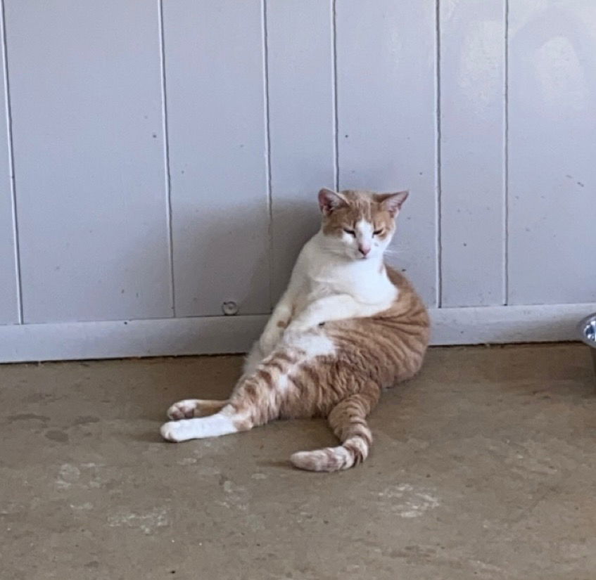 adoptable Cat in Portland, IN named Lottie