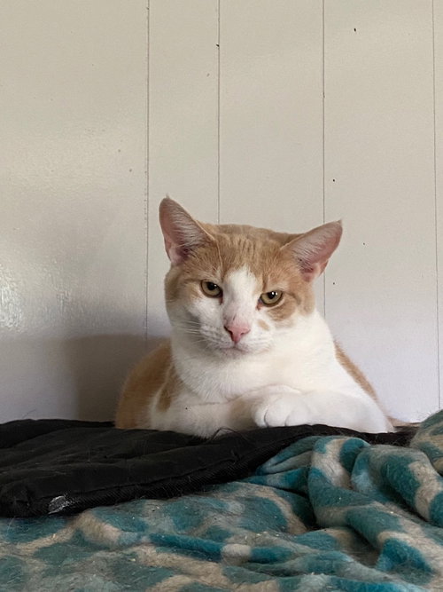 LOTTIE - Domestic Short Hair available for adoption