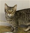 adoptable Cat in portland, OR named Adagio
