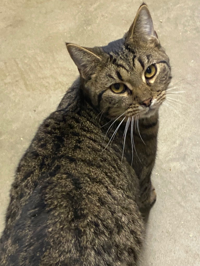 adoptable Cat in Portland, IN named Vivace