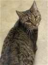 adoptable Cat in portland, OR named Vivace