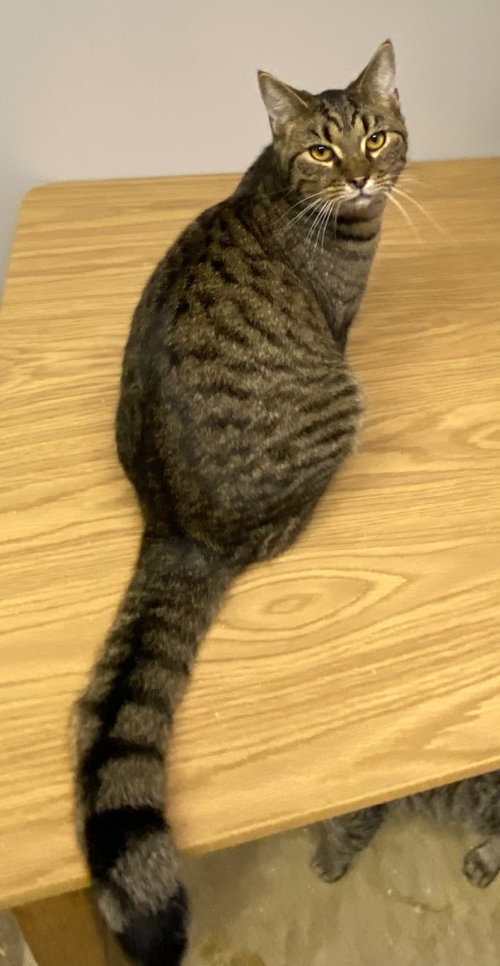 VIVACE - Domestic Short Hair available for adoption