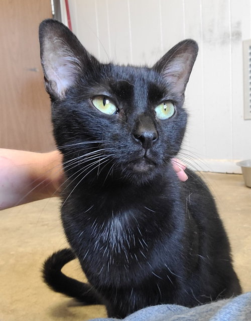 Chanterelle, a cat for adoption from Midwest Pet Refuge