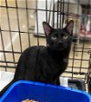 adoptable Cat in portland, OR named Chanterelle