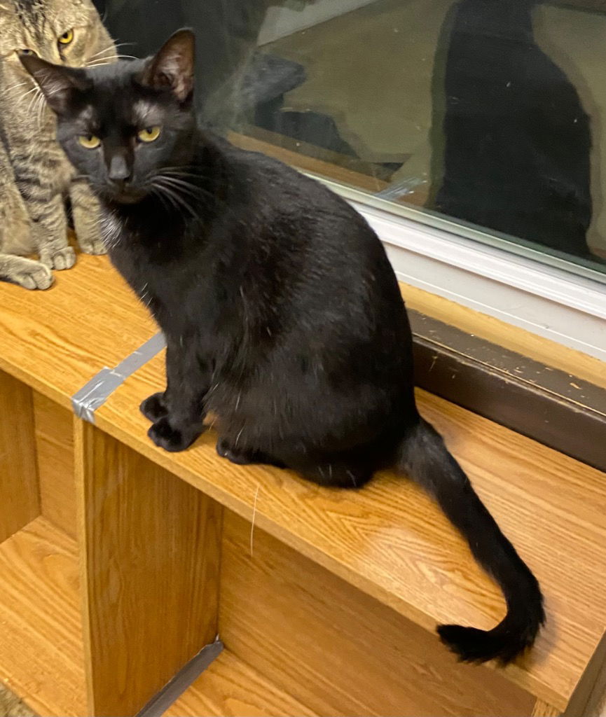 adoptable Cat in Portland, IN named Chanterelle