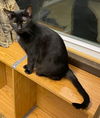 adoptable Cat in portland, IN named Chanterelle
