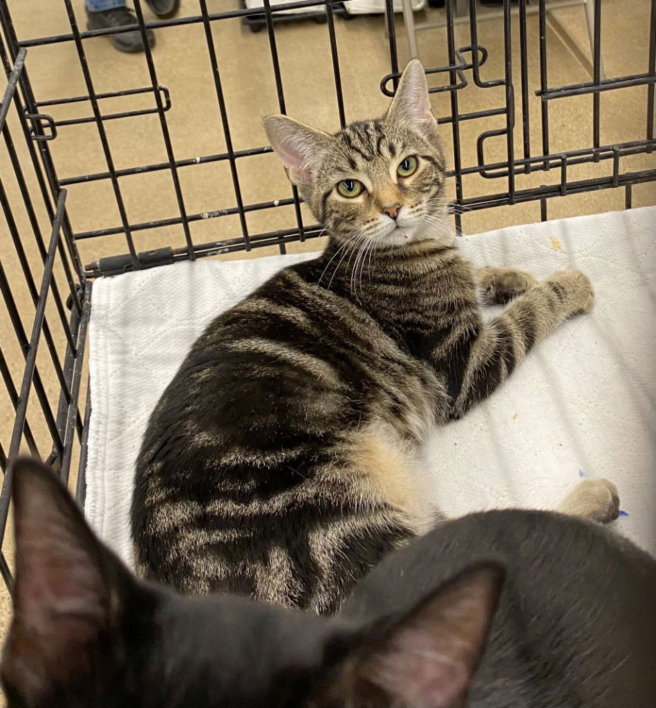 adoptable Cat in Portland, IN named Skipper