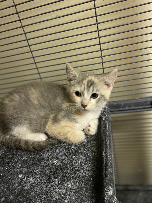 KETERA - Domestic Short Hair available for adoption