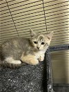 adoptable Cat in portland, OR named Ketera