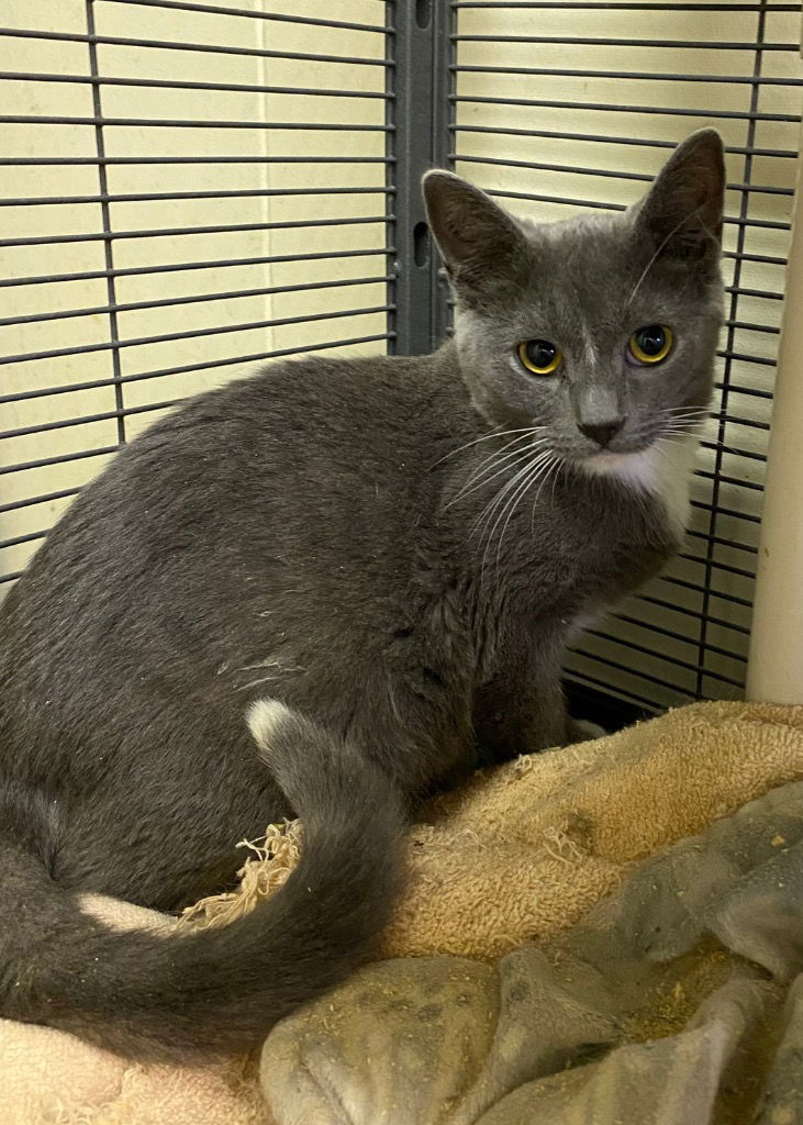 adoptable Cat in Portland, IN named Tabitha