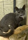 adoptable Cat in portland, OR named Tabitha
