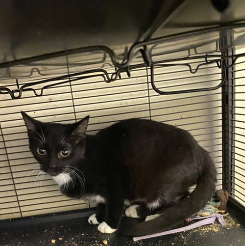 SAMANTHA - Domestic Short Hair available for adoption