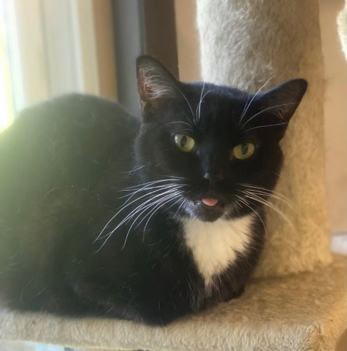 Samantha, a cat for adoption from Midwest Pet Refuge