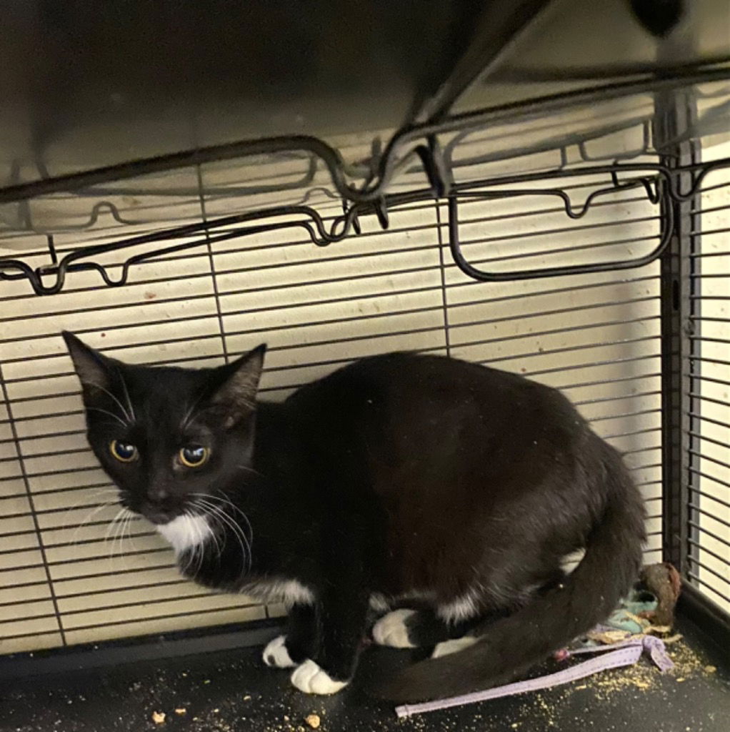 adoptable Cat in Portland, IN named Samantha