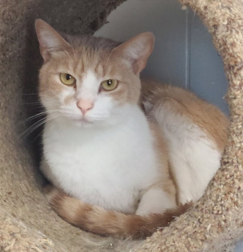 Floyd, a cat for adoption from Midwest Pet Refuge